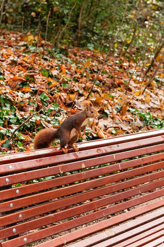 城市公园里的野生红松鼠(Sciurus vulgaris)。